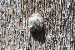 Emcephalus floccosus