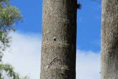 Emcephalus floccosus