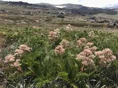 Aciphylla glacialis