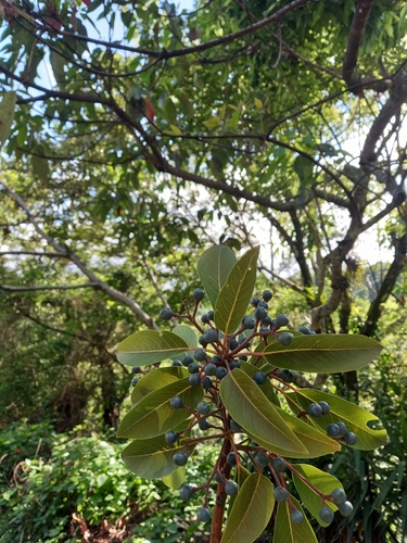 Persea caerulea - Leaves