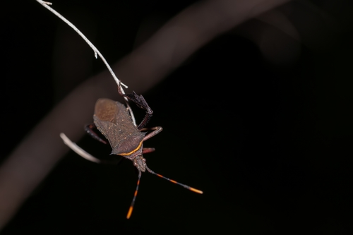 Citron Bug photo 4