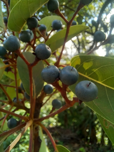 Persea caerulea - Whole tree