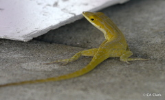 Anolis maynardii