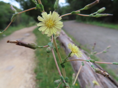 Lactuca ludoviciana