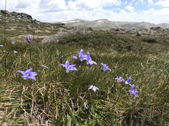 Wahlenbergia ceracea