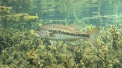Largemouth Bass photo 2