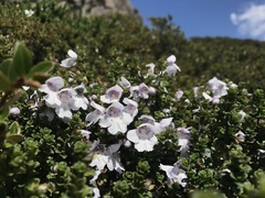 Prostanthera cuneata