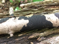 Graphostroma platystomum