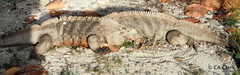 Cyclura nubila caymanensis