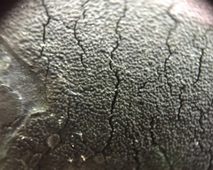 Graphostroma platystomum