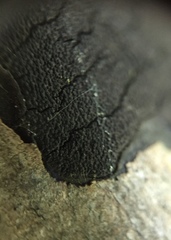 Graphostroma platystomum