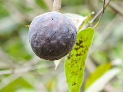 Annona reticulata