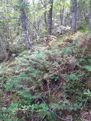 Microbiota decussata