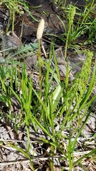 Equisetum sylvaticum