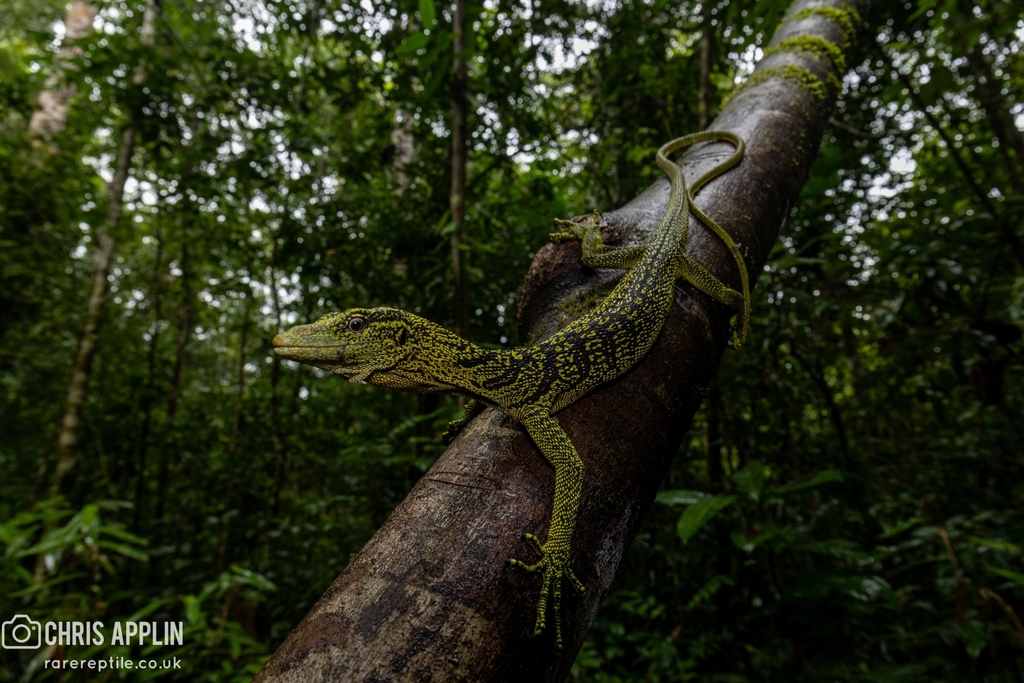 Yellow Tree Monitor