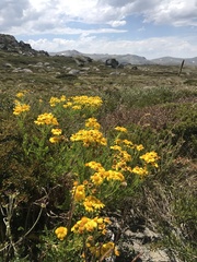 Senecio pinnatifolius alpinus