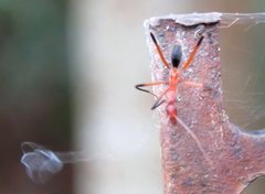 Leptomyrmex cnemidatus