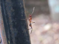 Leptomyrmex cnemidatus