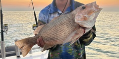 John's Snapper photo 5