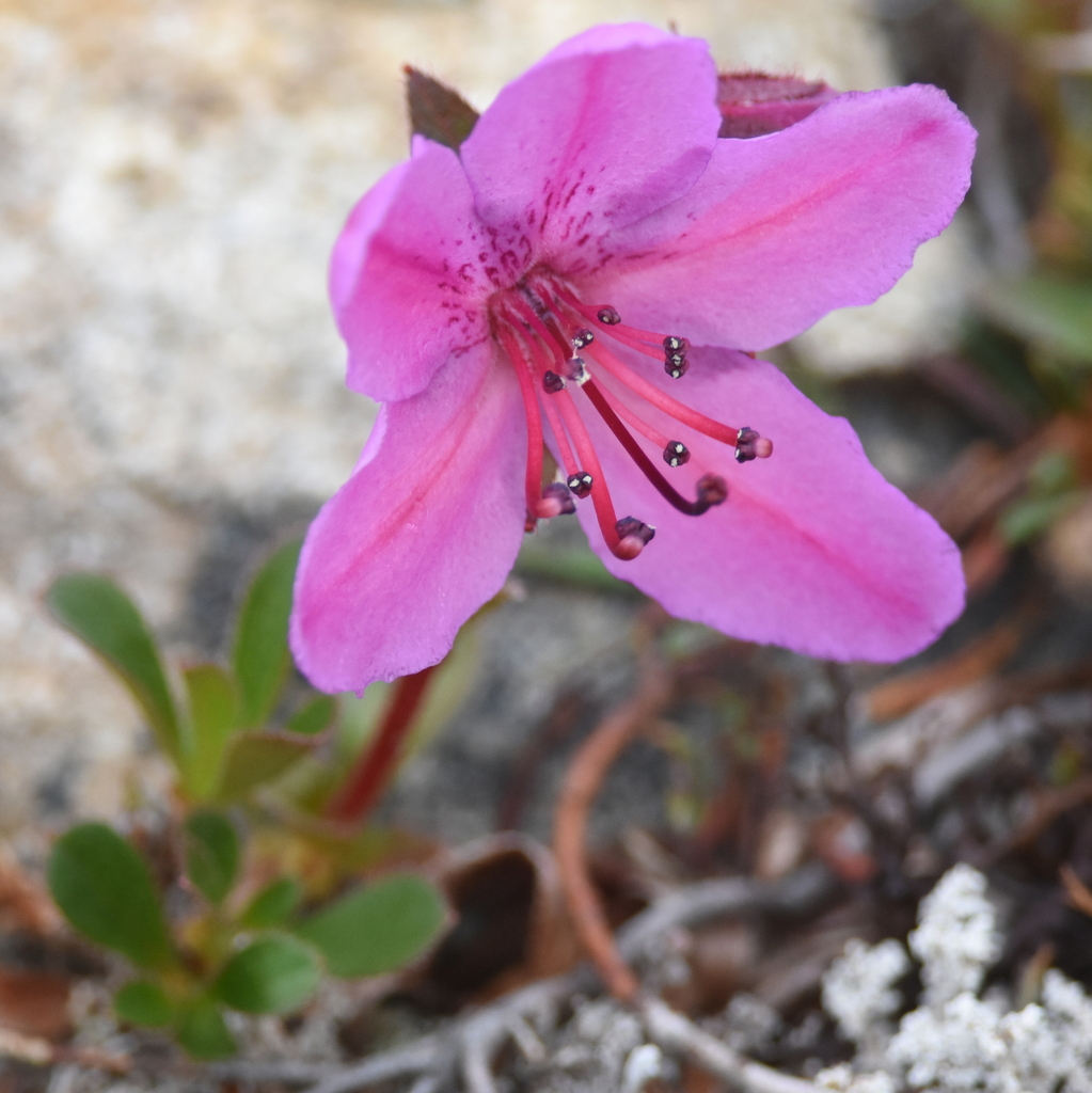 Glandular Kamchatka Rhododendron