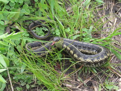Thamnophis sirtalis semifasciatus