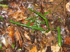 Selenicereus stenopterus