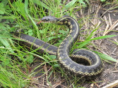Thamnophis sirtalis semifasciatus