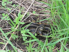 Thamnophis sirtalis semifasciatus