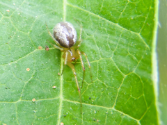 Anelosimus studiosus