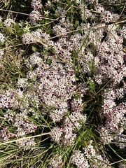 Pimelea alpina