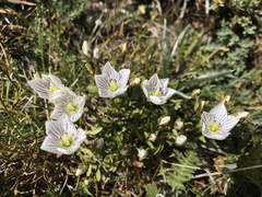 Gentianella muelleriana