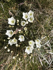 Gentianella muelleriana