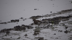Charadrius modestus
