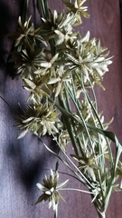 Cyperus ochraceus