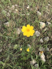 Thelesperma simplicifolium