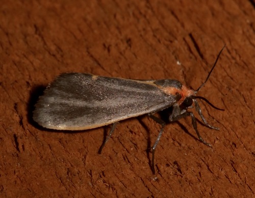 Striated Lichen Moth photo 3
