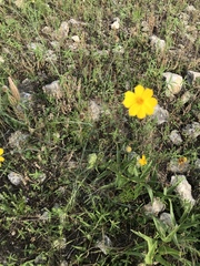 Thelesperma simplicifolium