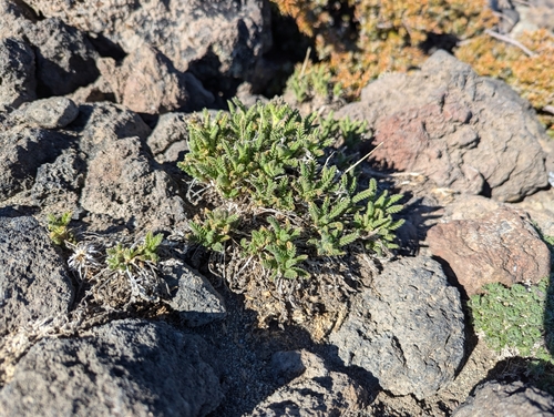 Image of Polemonium elegans by (c) John Brew, some rights reserved (CC BY)