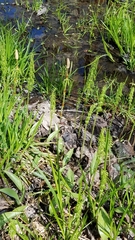 Equisetum sylvaticum