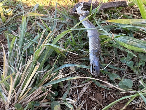 Eastern Brown Snake sighting