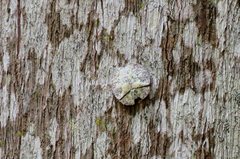 Emcephalus floccosus