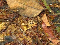 Craugastor megacephalus