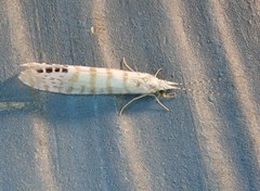 Nectopsyche exquisita