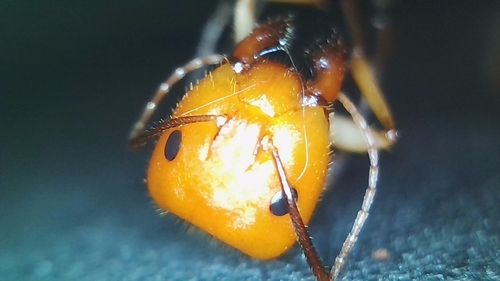 Camponotus lucayanusCamponotus lucayanus
