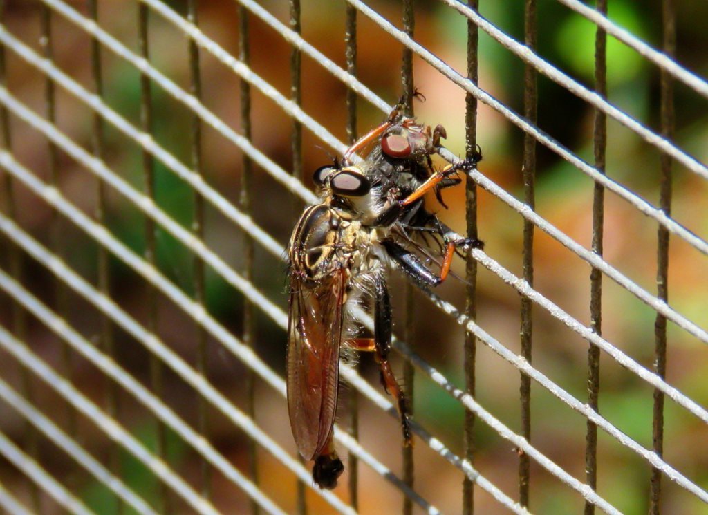 Zosteria nigrifemorata