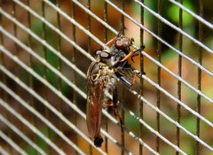 Zosteria nigrifemorata