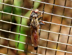 Zosteria nigrifemorata