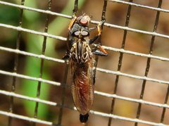 Zosteria nigrifemorata