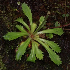 Micranthes petiolaris