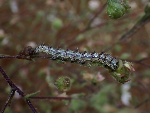iNaturalist observation photo of Small Heliothodes Moth